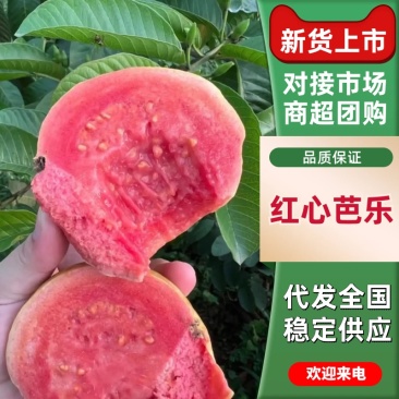 红心芭乐基地直发品质保证诚信经营价格实惠
