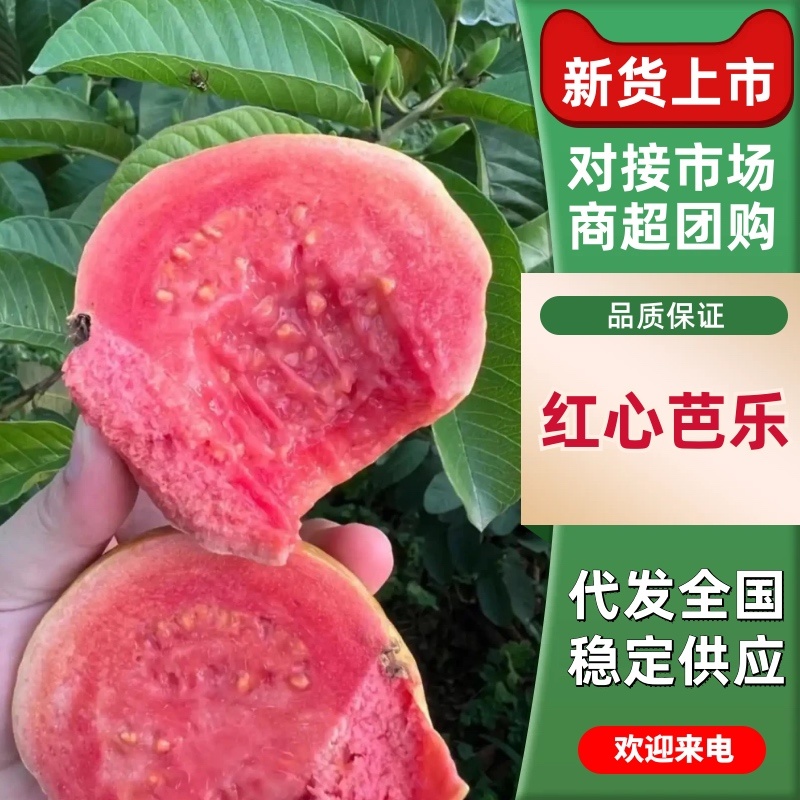 红心芭乐基地直发品质保证诚信经营价格实惠