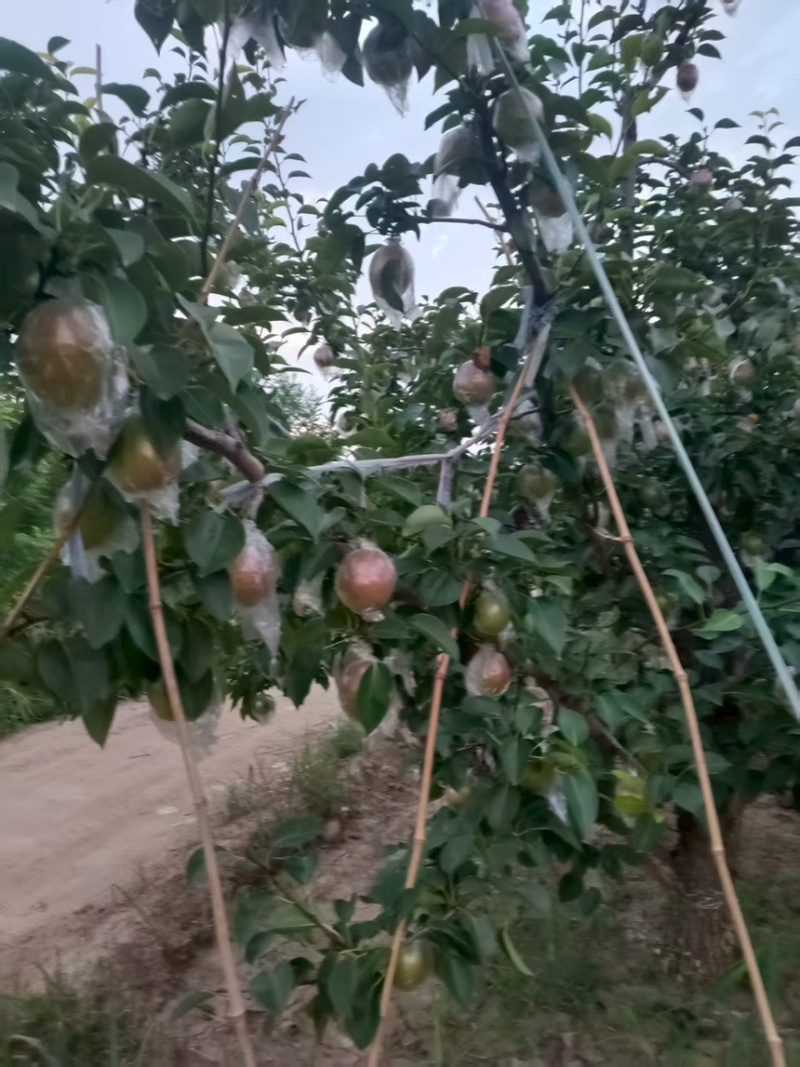 新梨七号梨产地直发一手货源质量保证欢迎咨询