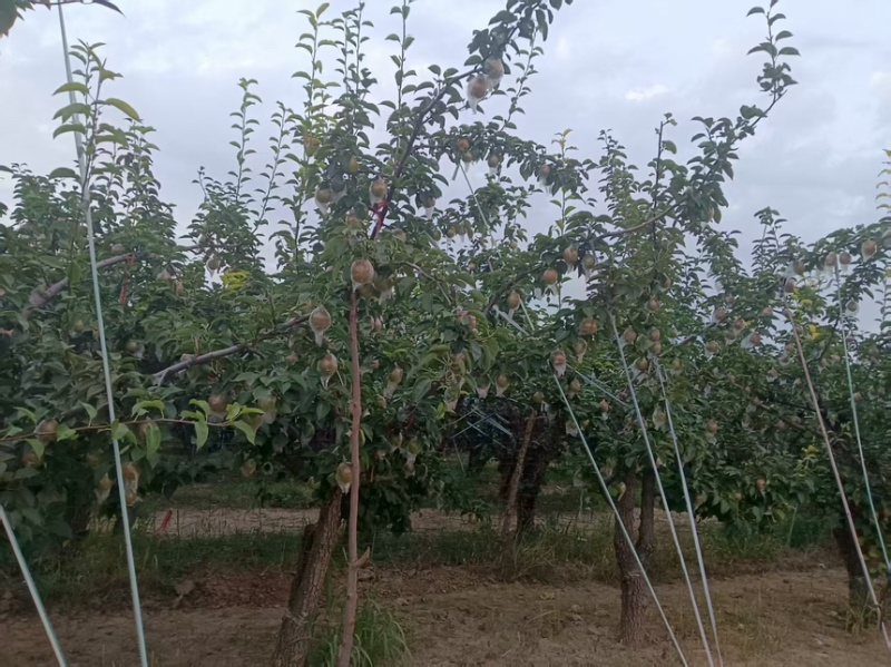 新梨七号梨产地直发一手货源质量保证欢迎咨询