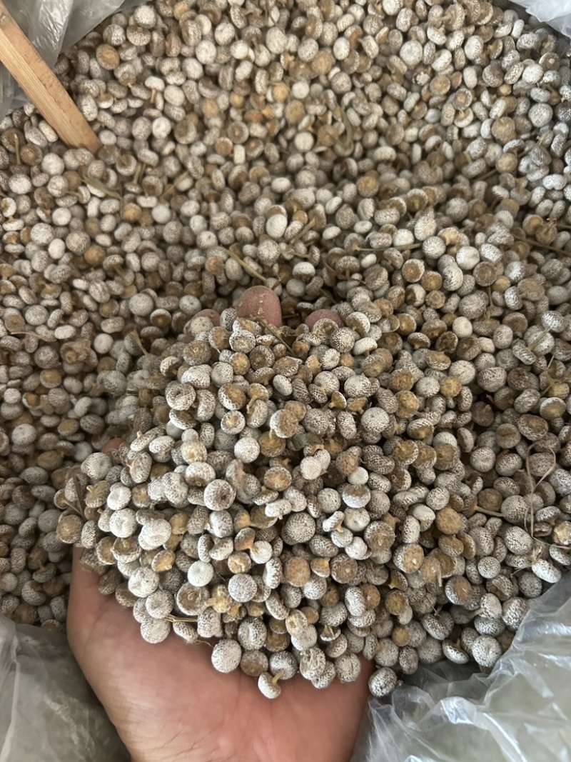 谷精子去草的谷精子量大价优识货的来可视频看货