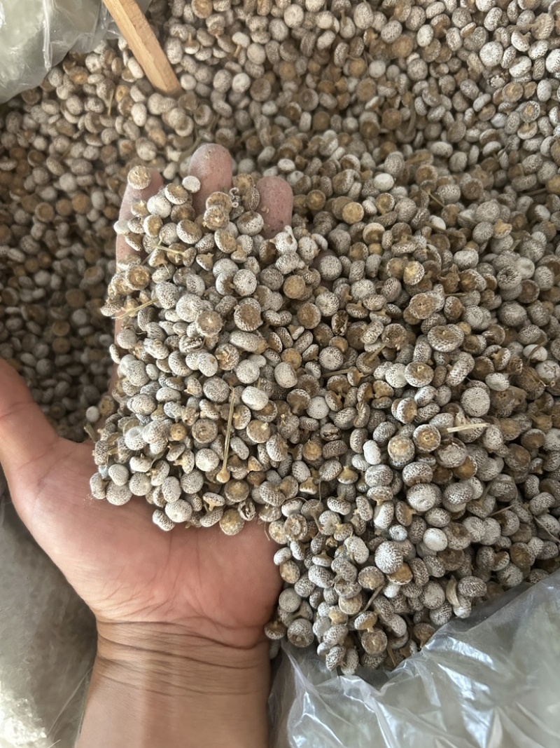 谷精子去草的谷精子量大价优识货的来可视频看货