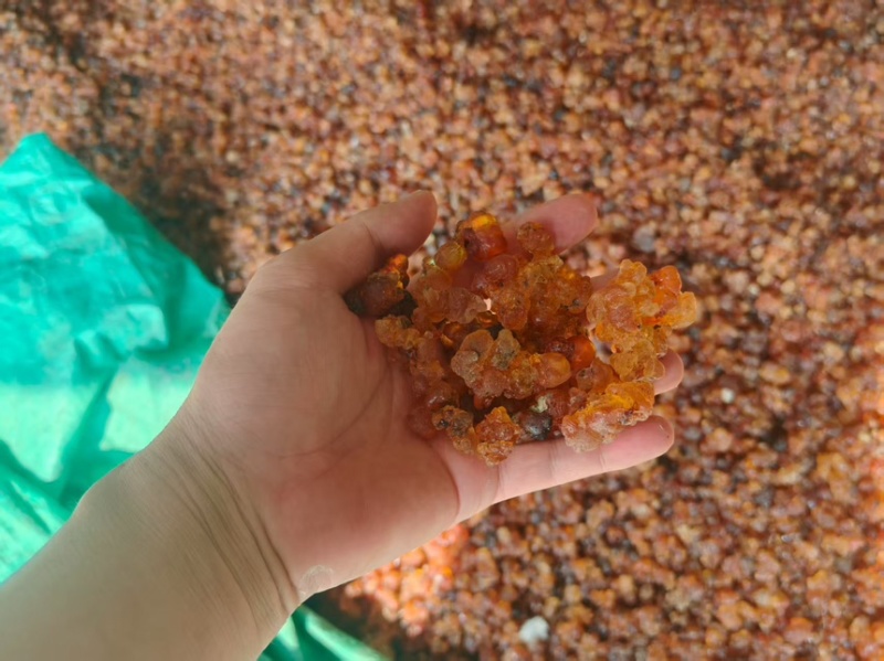 精品湖北桃胶产地直发一手货源质量保证全国发货