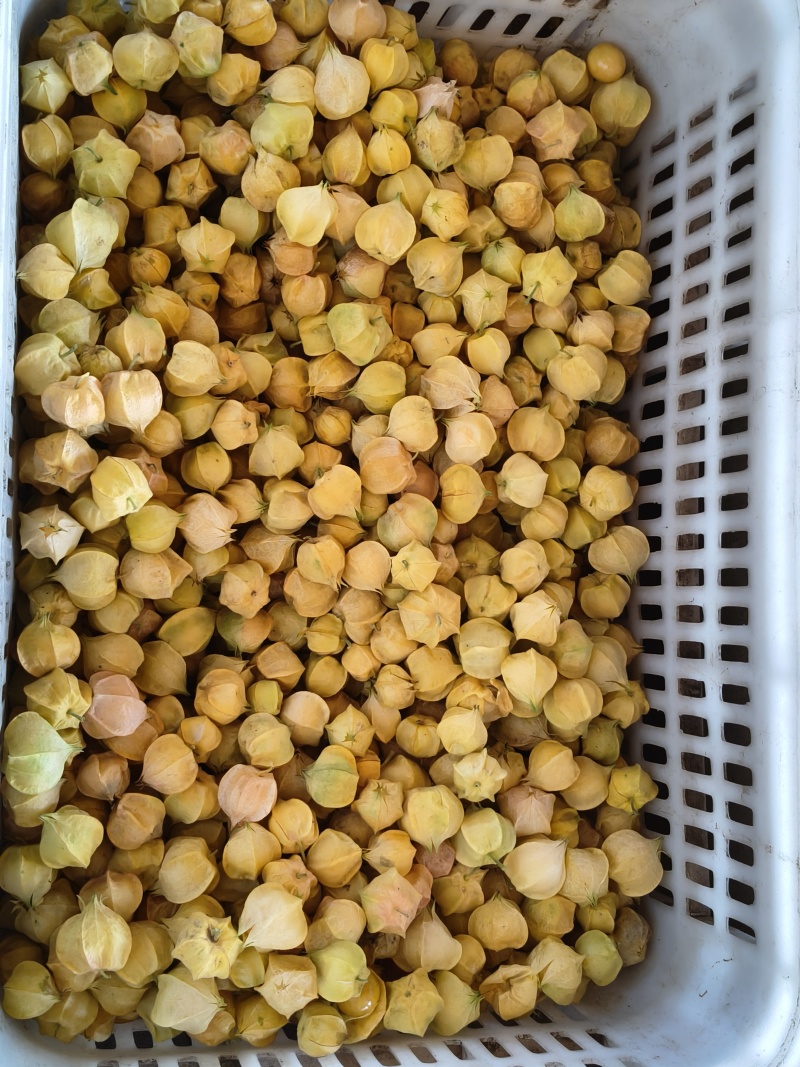 菇娘，豆大多汁，口感好，香甜，皮薄，果大，没有裂果自家货