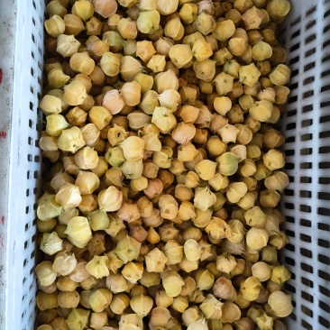 菇娘，豆大多汁，口感好，香甜，皮薄，果大，没有裂果自家货