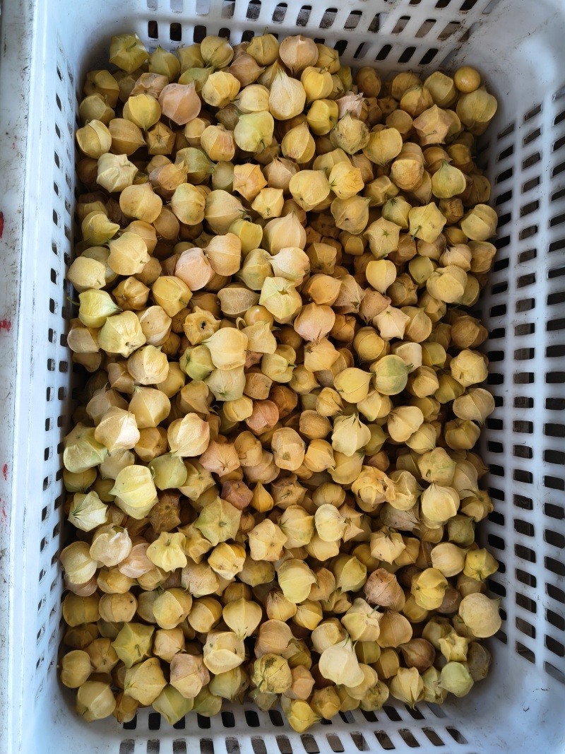 菇娘，豆大多汁，口感好，香甜，皮薄，果大，没有裂果自家货