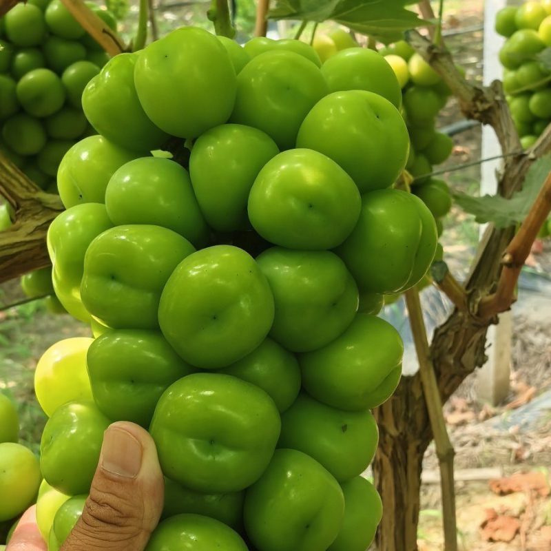 阳光玫瑰大量