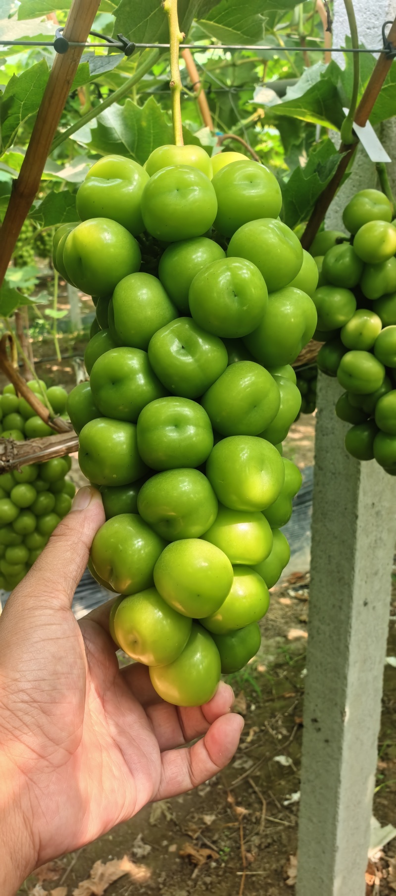 阳光玫瑰大量