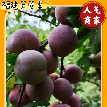 福建芙蓉李，光果，带叶果任君选择。量大无忧，品质保证。