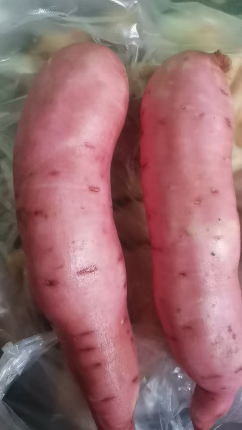 龙九，量大需要联系我，啥红薯都有