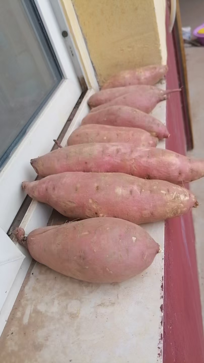 龙九，量大需要联系我，啥红薯都有
