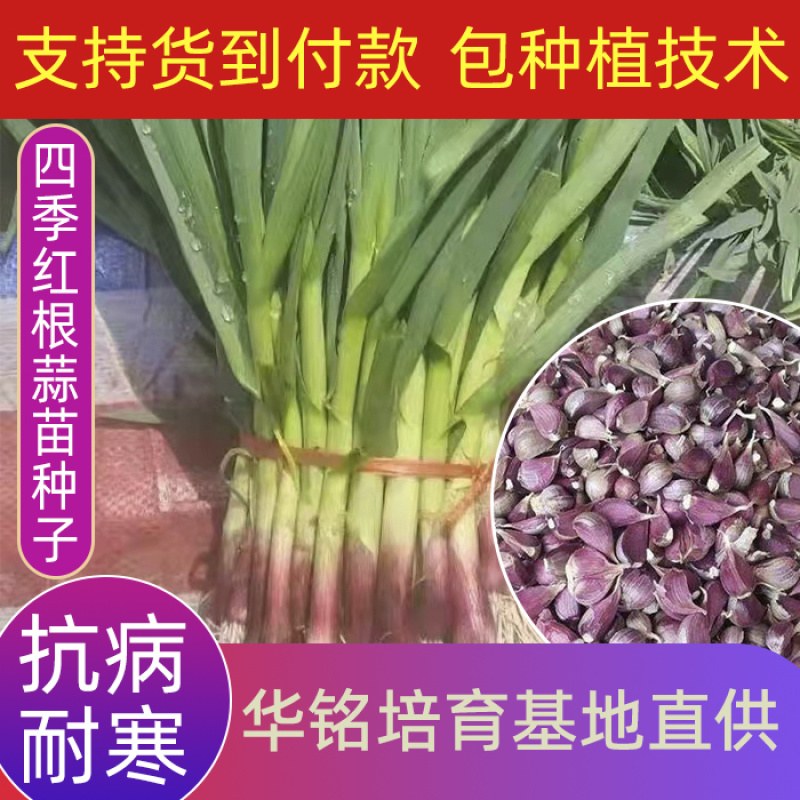 红根蒜苗种子欢迎实地看货诚招各县市代理代发全国