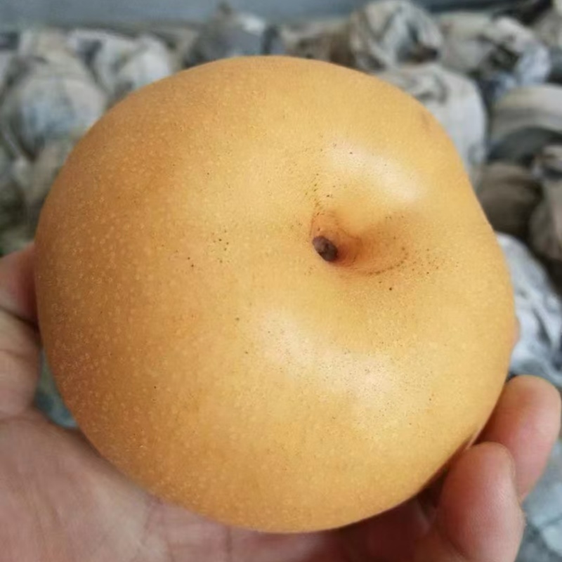 聊城冠县精品丰水梨礼盒装产地直销脆甜可口质量保证