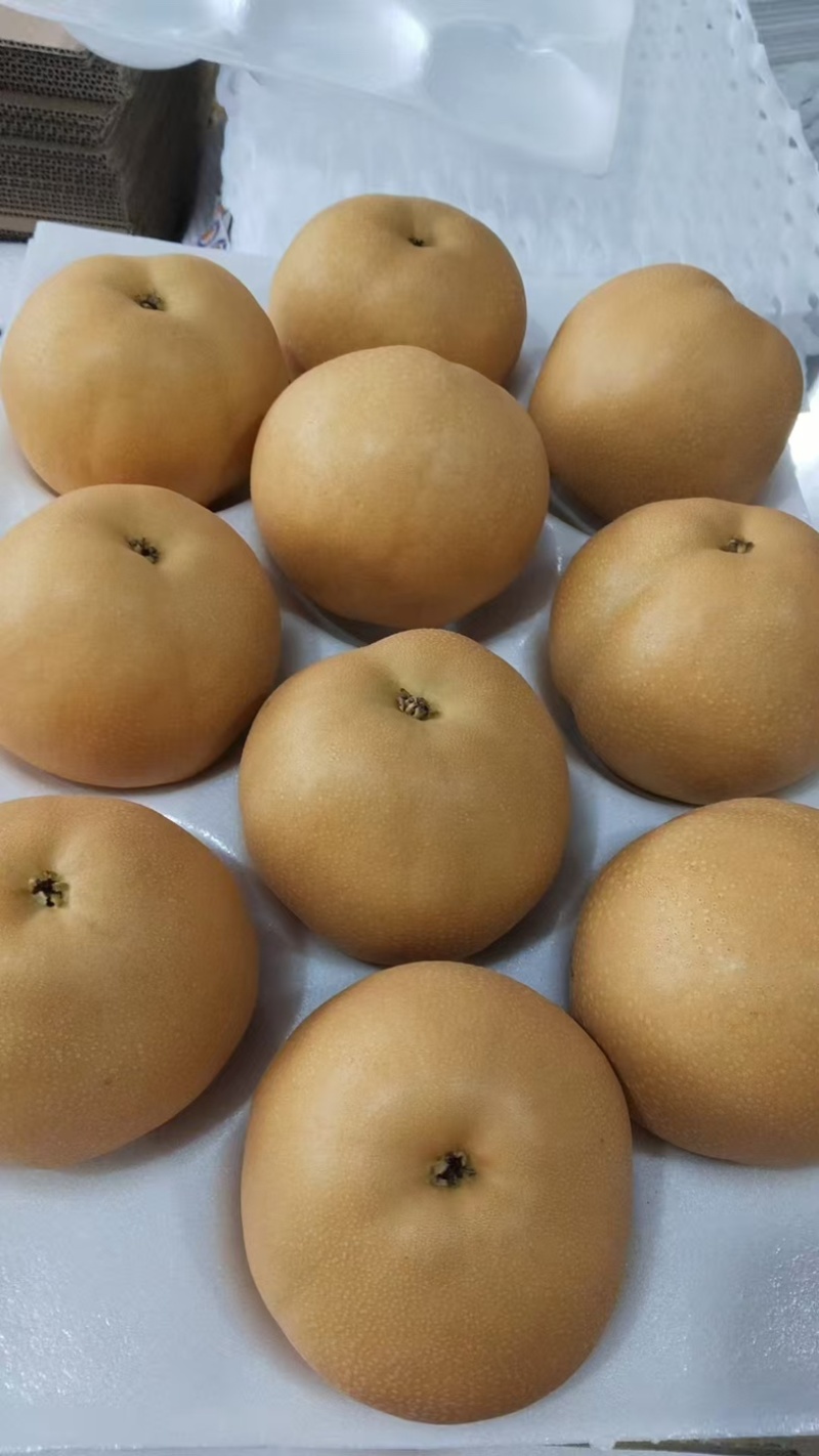 聊城冠县精品丰水梨礼盒装产地直销脆甜可口质量保证