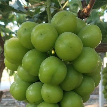 夏邑阳光玫瑰大量上市12克