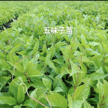 自家种植，插土里浇水就能活，买的多了，教种植技术