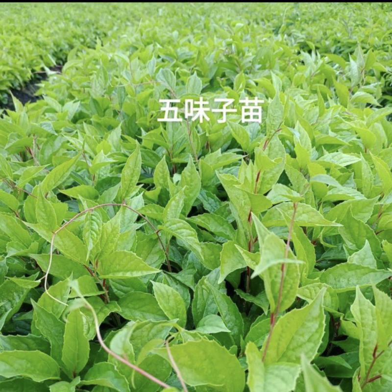 自家种植，插土里浇水就能活，买的多了，教种植技术