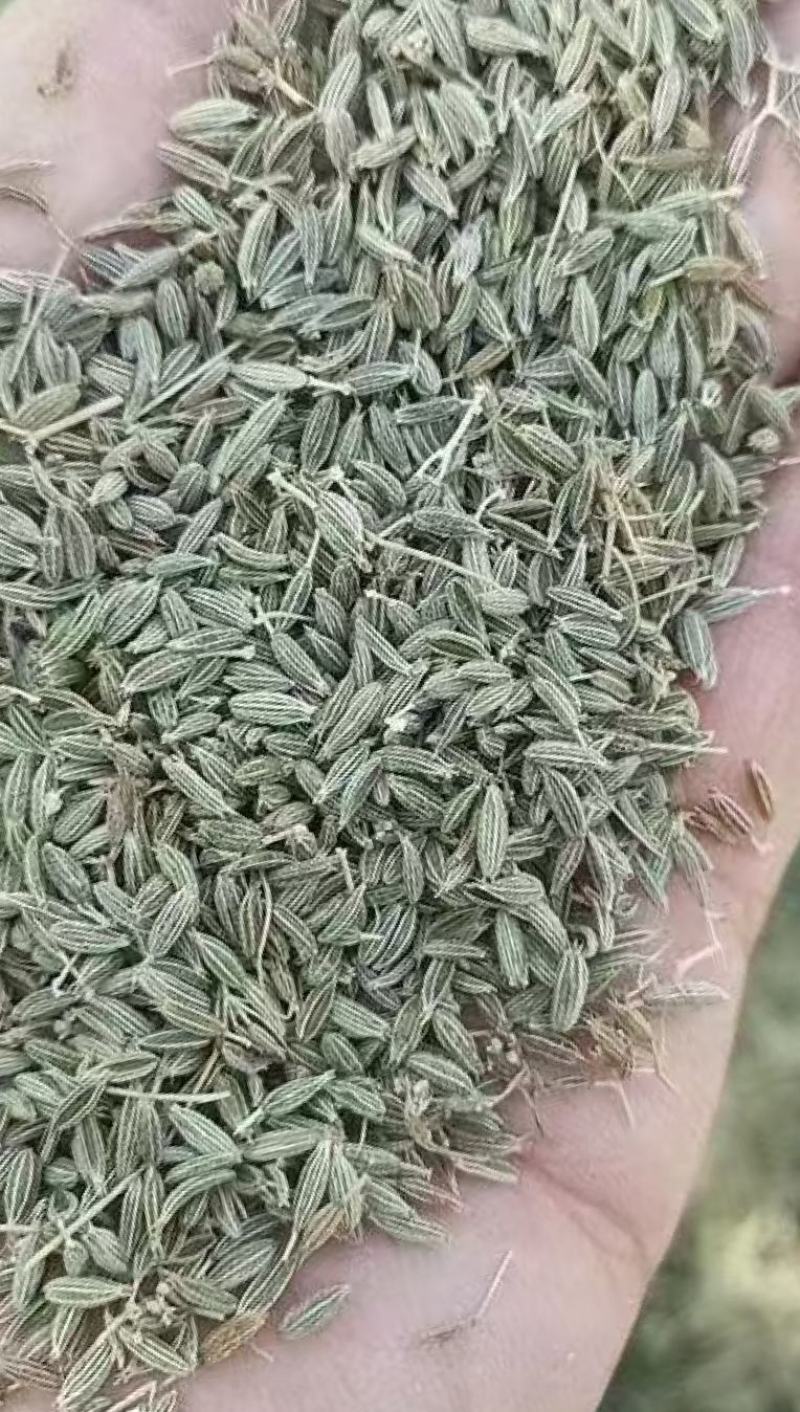 新疆一级孜然