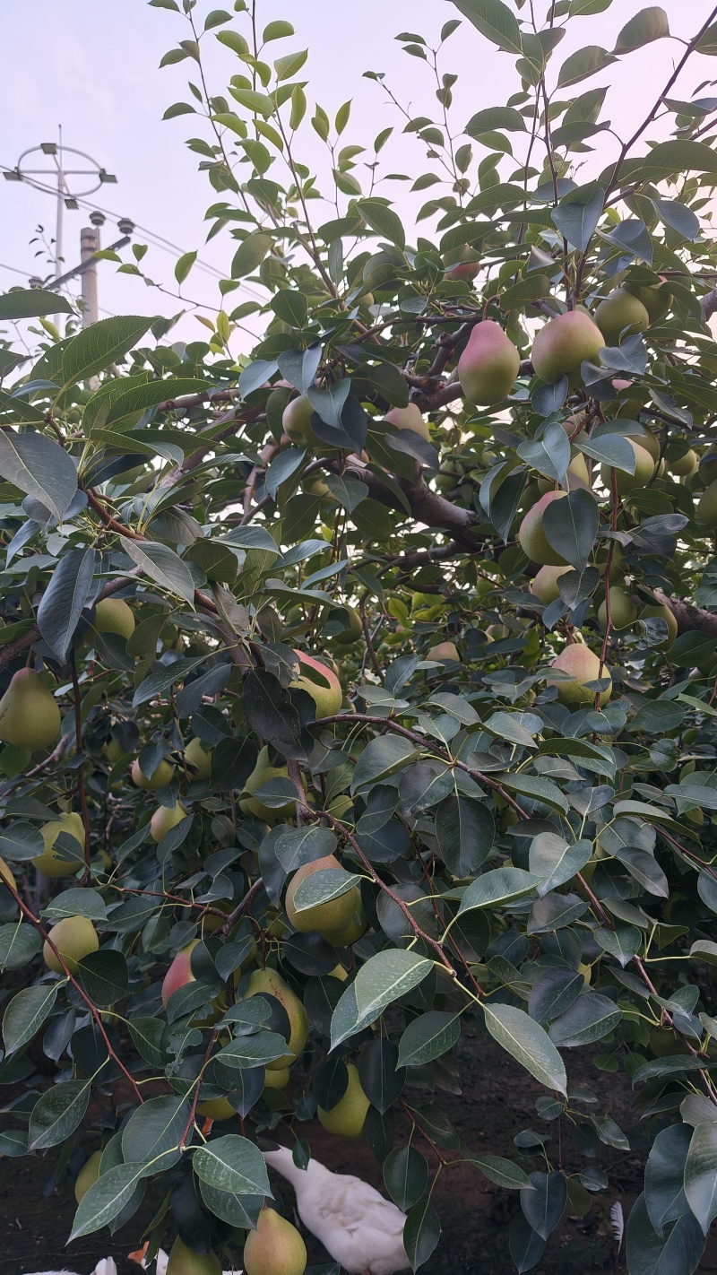 自家种的七月红梨，需清园