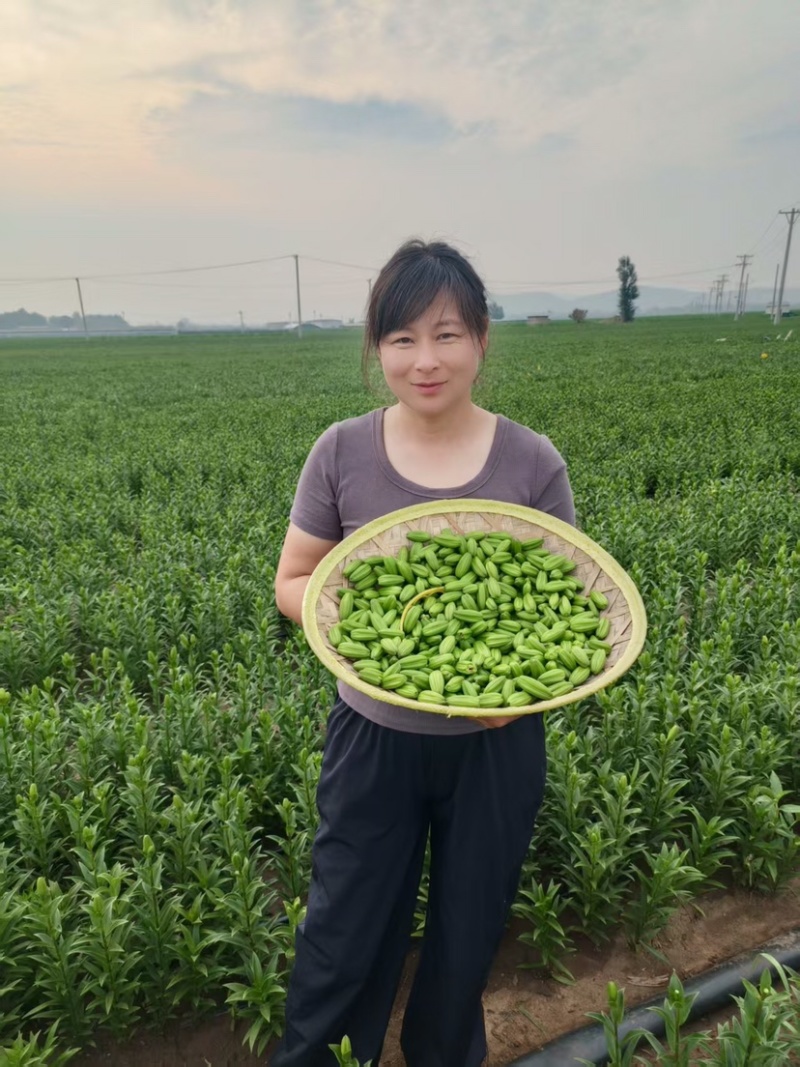 基地繁育甜百合种球产量高抗病能力强生长速度快