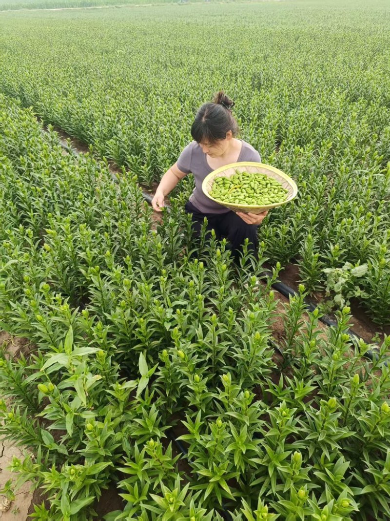 基地繁育甜百合种球产量高抗病能力强生长速度快