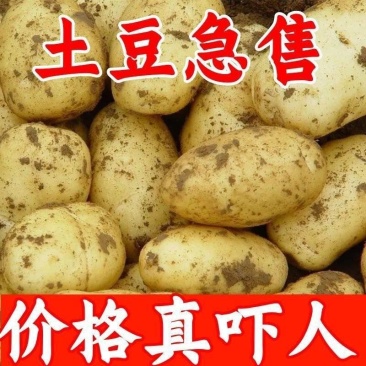 《荷兰十五土豆》河北基地直发保质保量一条龙服务量大从优