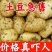 《荷兰十五土豆》河北基地直发保质保量一条龙服务量大从优