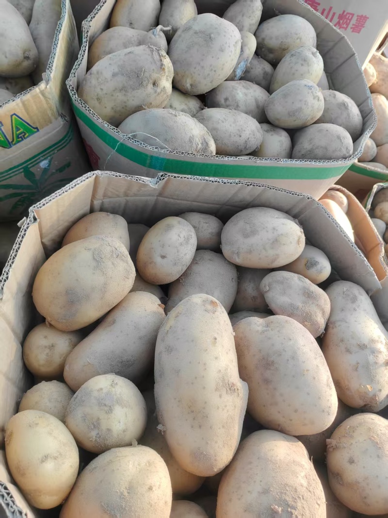 《荷兰十五土豆》河北基地直发保质保量一条龙服务量大从优