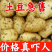 《荷兰十五土豆》河北基地直发保质保量一条龙服务量大从优