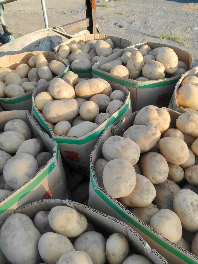 《荷兰十五土豆》河北基地直发保质保量一条龙服务量大从优