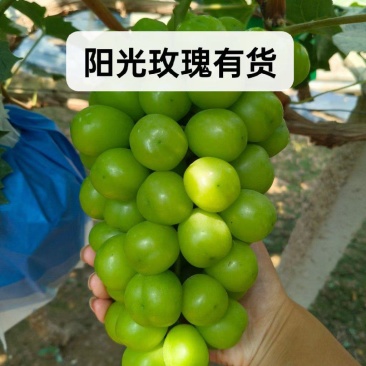 陆地阳光玫瑰葡萄晴王葡萄大量上市