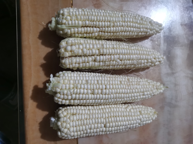 万甜糯158鲜食玉米现在已成熟