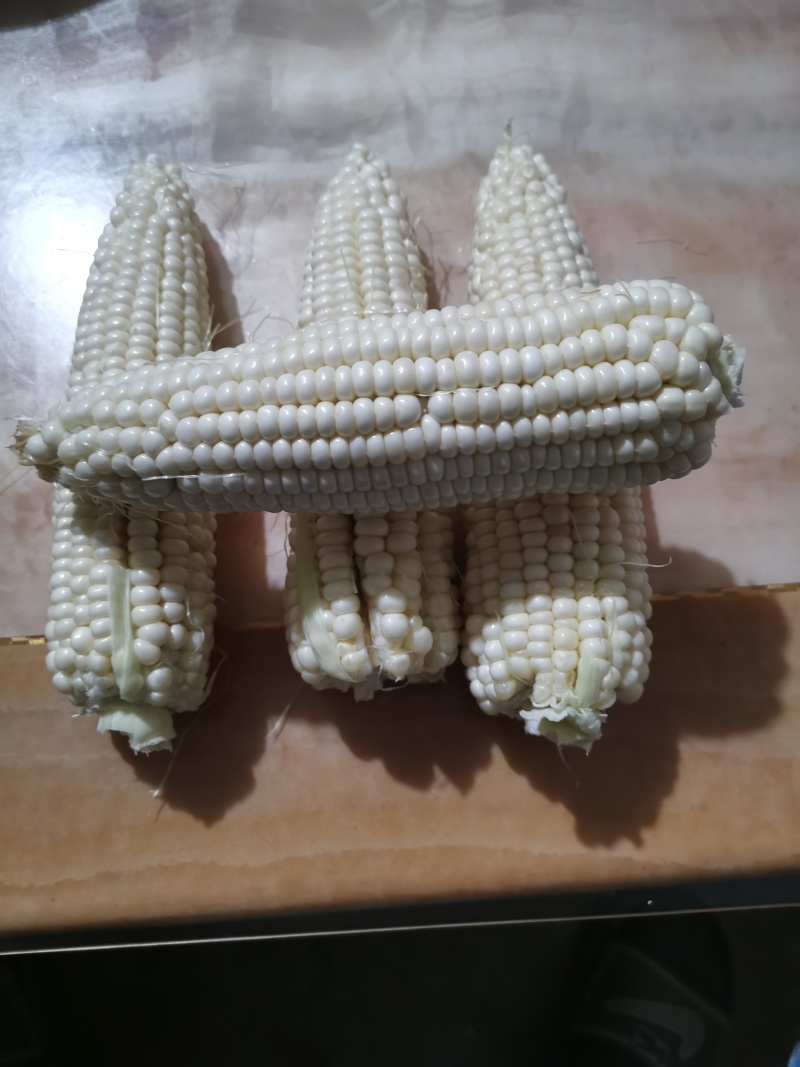 万甜糯158鲜食玉米现在已成熟