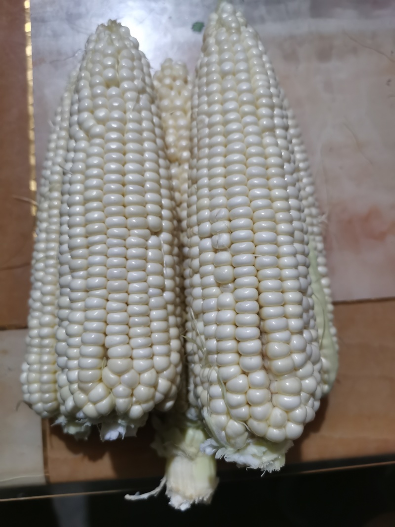 万甜糯158鲜食玉米现在已成熟