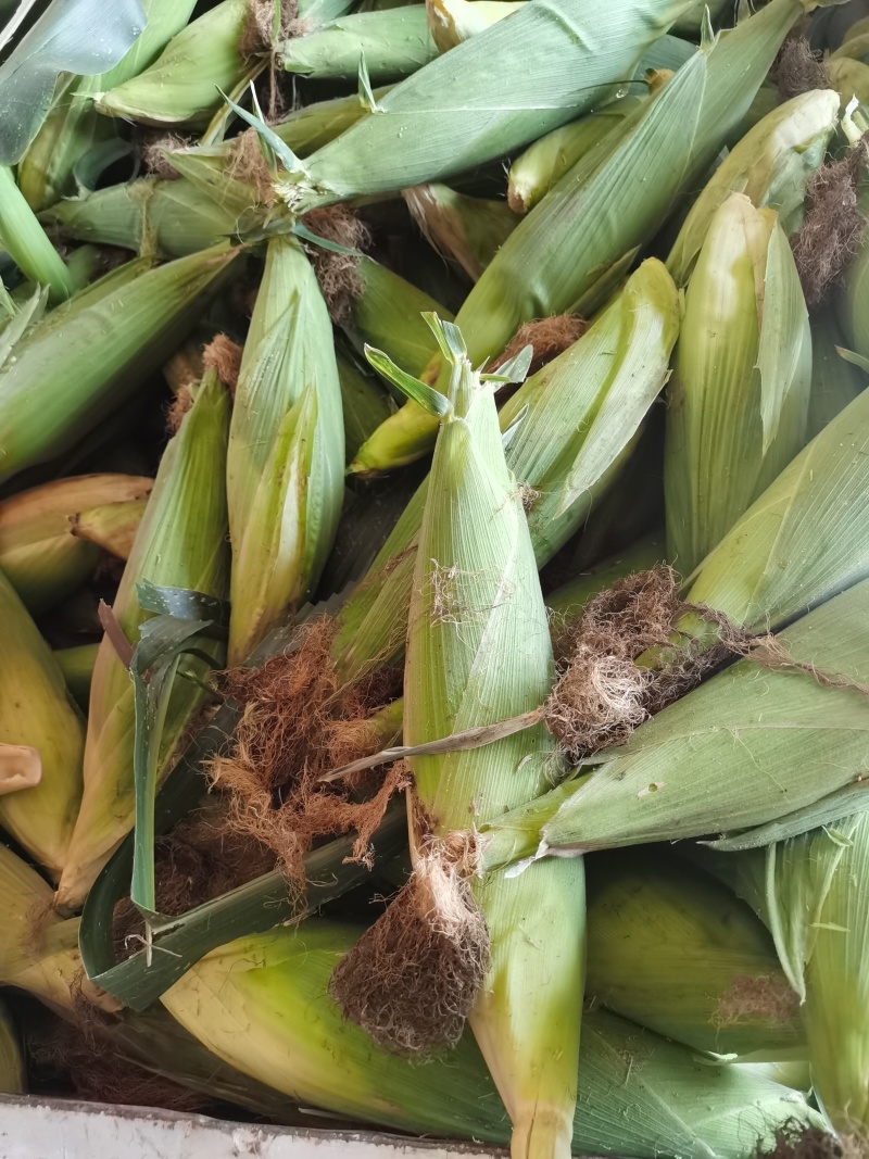 万甜糯158鲜食玉米现在已成熟