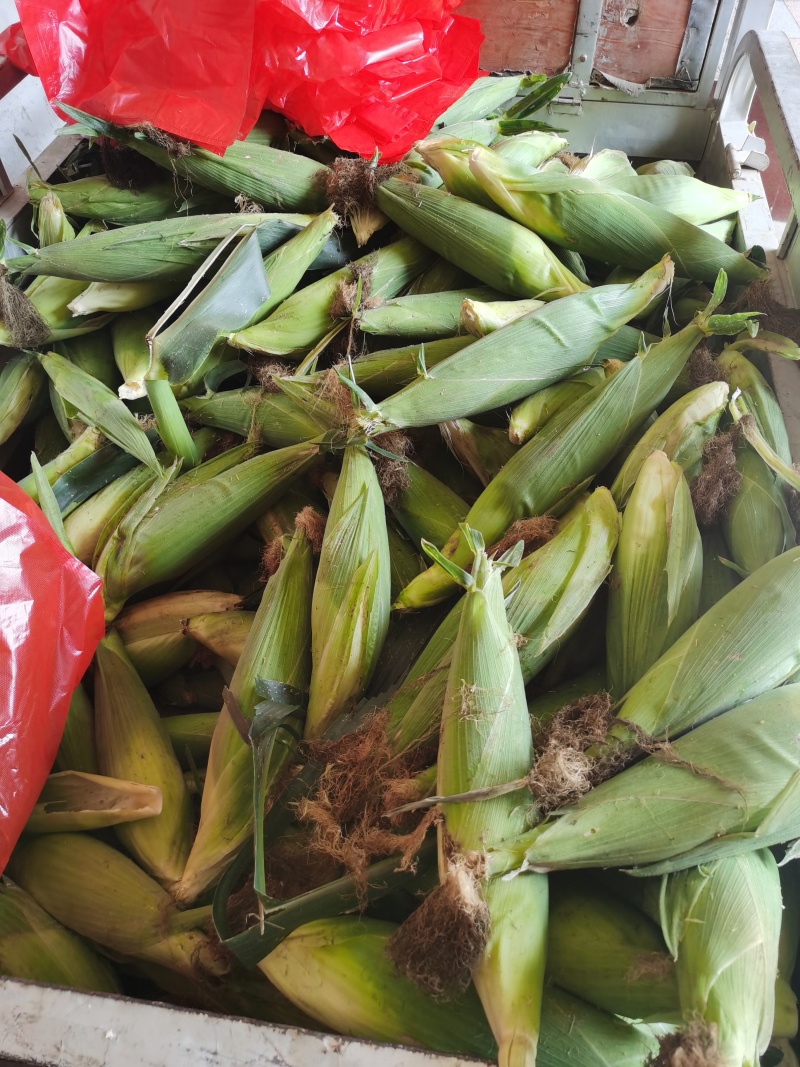 万甜糯158鲜食玉米现在已成熟