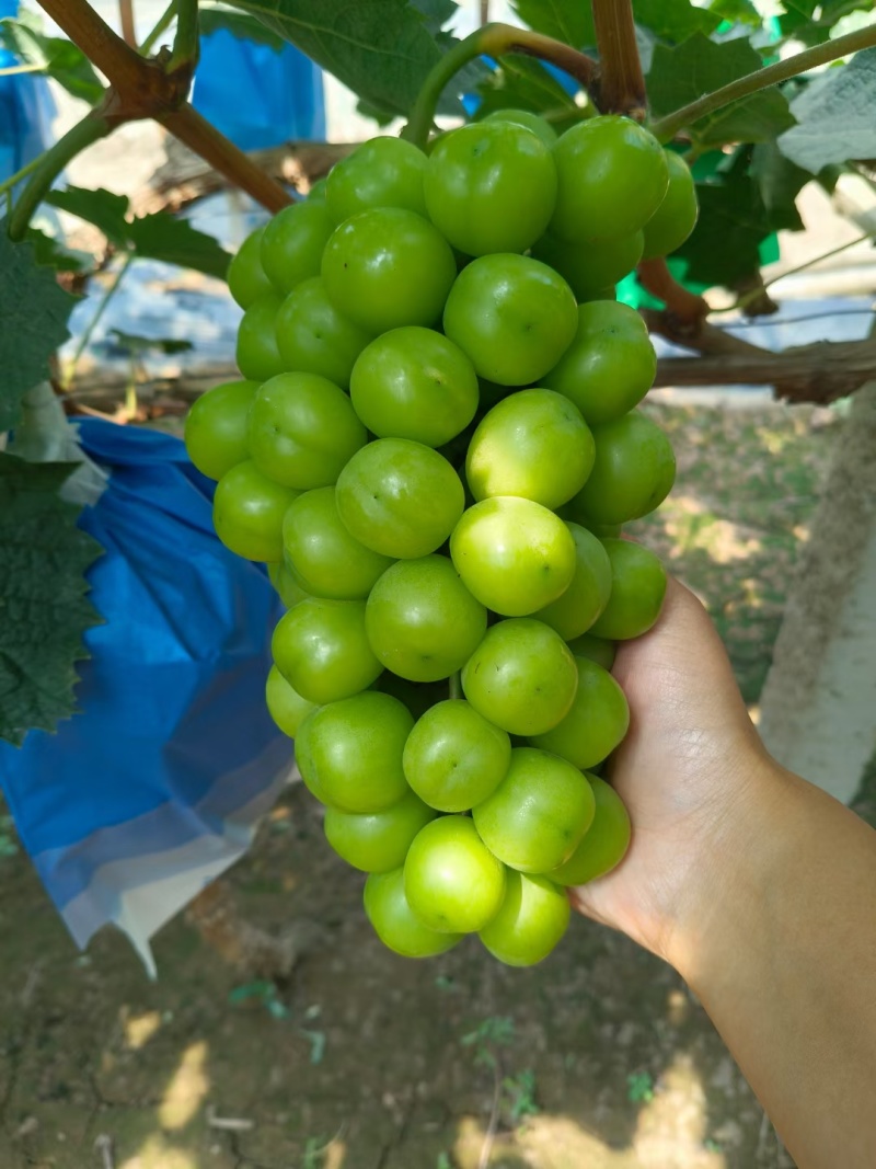 陆地阳光玫瑰葡萄晴王葡萄大量上市