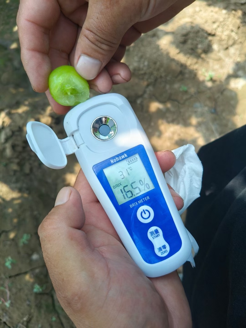 陆地阳光玫瑰葡萄晴王葡萄大量上市