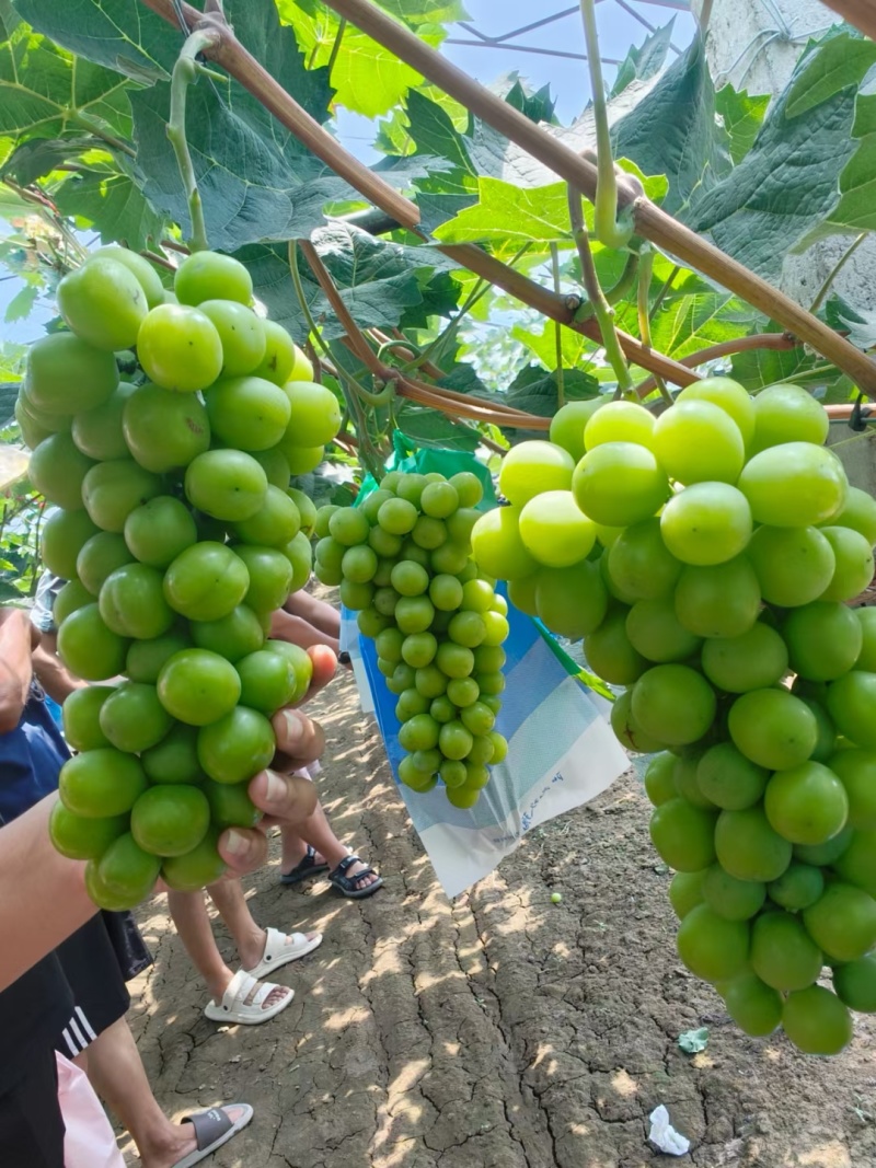 陆地阳光玫瑰葡萄晴王葡萄大量上市