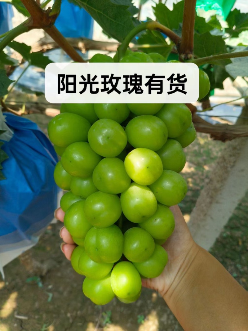 陆地阳光玫瑰葡萄晴王葡萄大量上市
