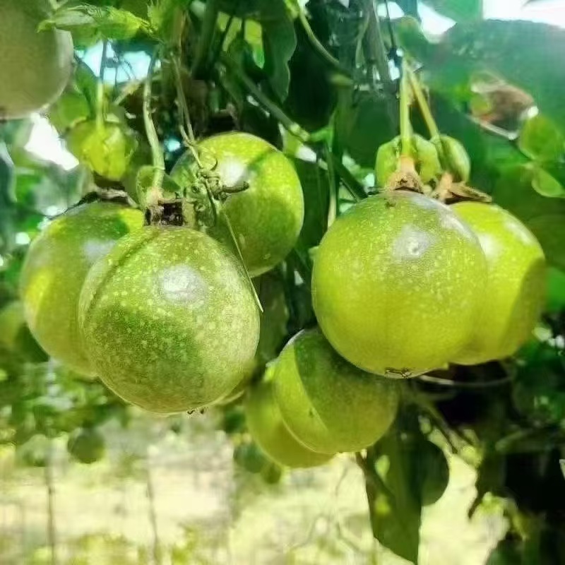 钦蜜九号百香果大量供应，产地直发，部分地区包邮，欢迎选购