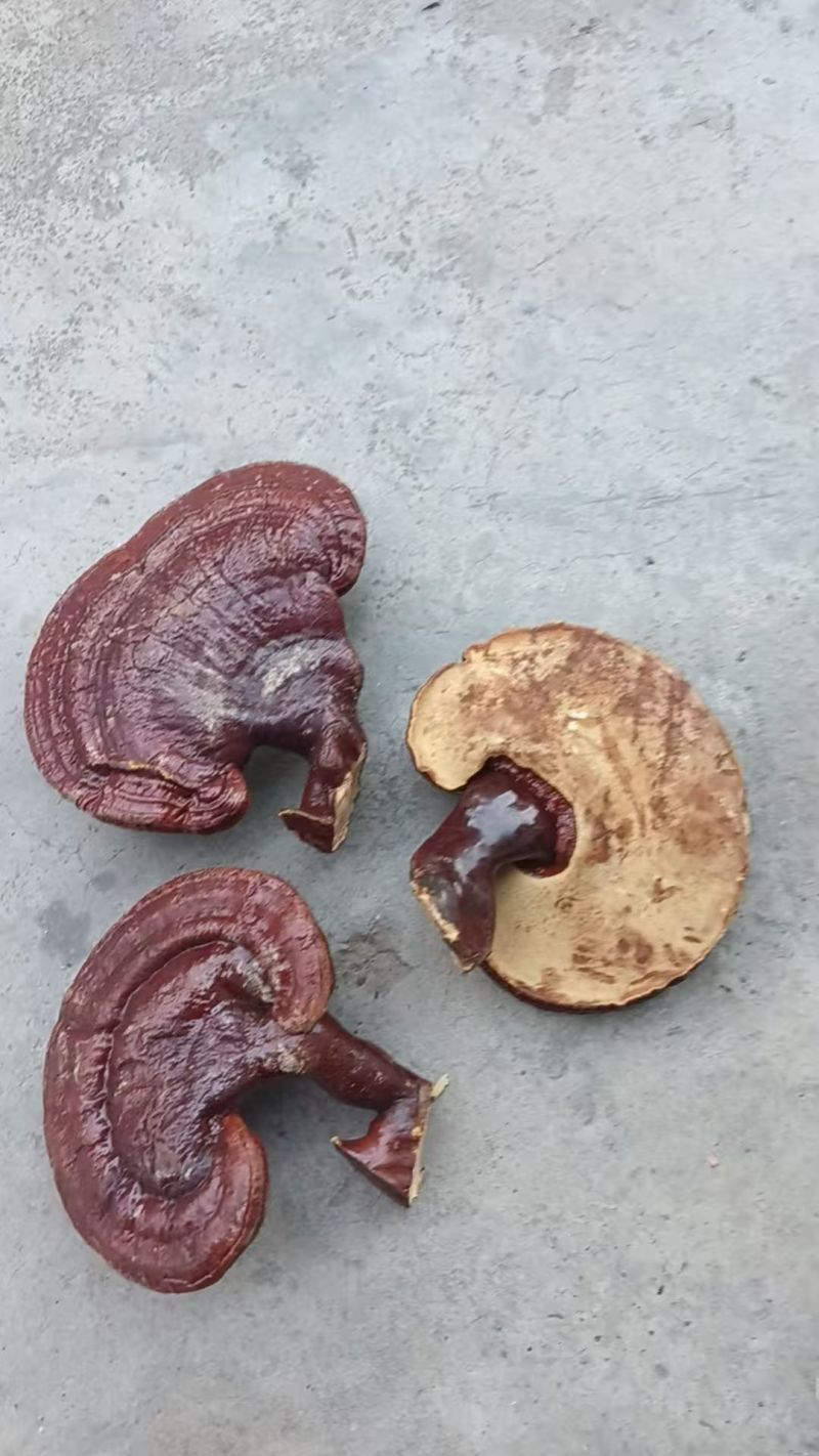 灵芝菌山上捡的支持一件代发