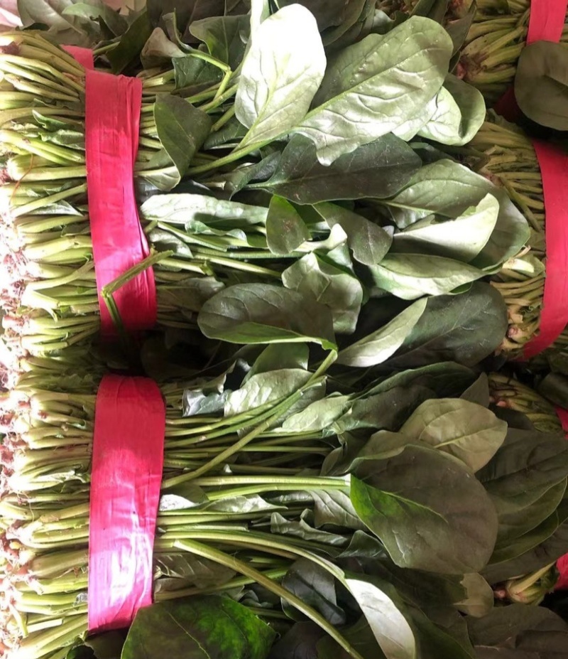 墨绿强菠菜种子肉厚深绿叶菠菜种籽抗病耐寒越冬菠菜种子