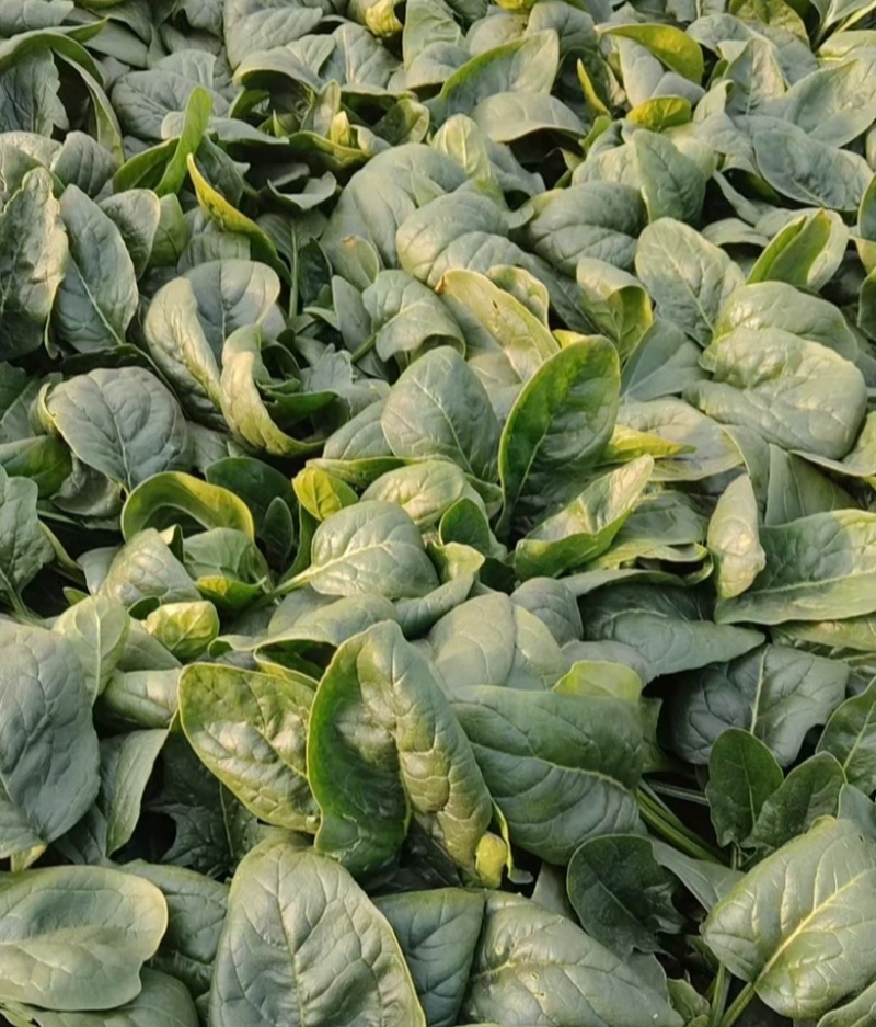墨绿强菠菜种子肉厚深绿叶菠菜种籽抗病耐寒越冬菠菜种子