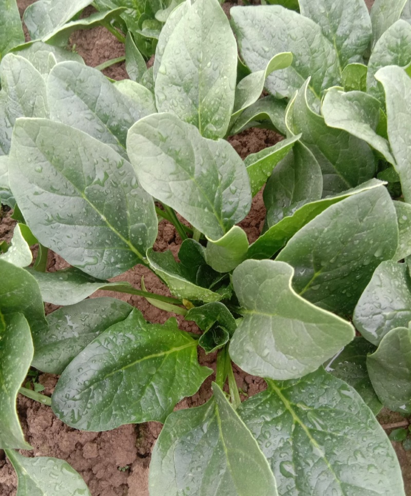 墨绿强菠菜种子肉厚深绿叶菠菜种籽抗病耐寒越冬菠菜种子