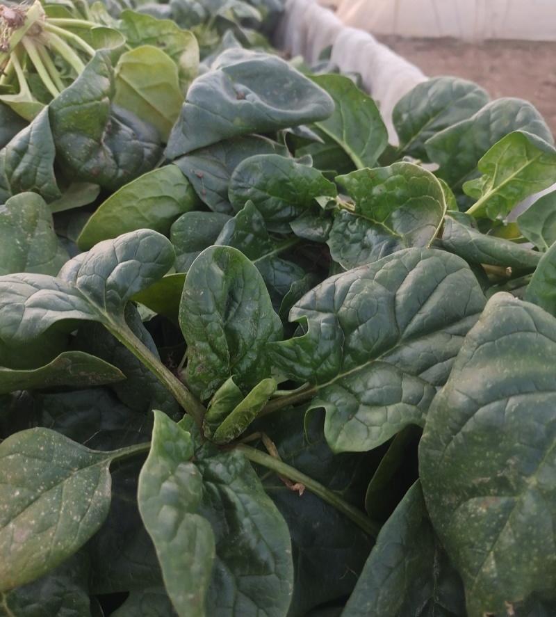 墨绿强菠菜种子肉厚深绿叶菠菜种籽抗病耐寒越冬菠菜种子