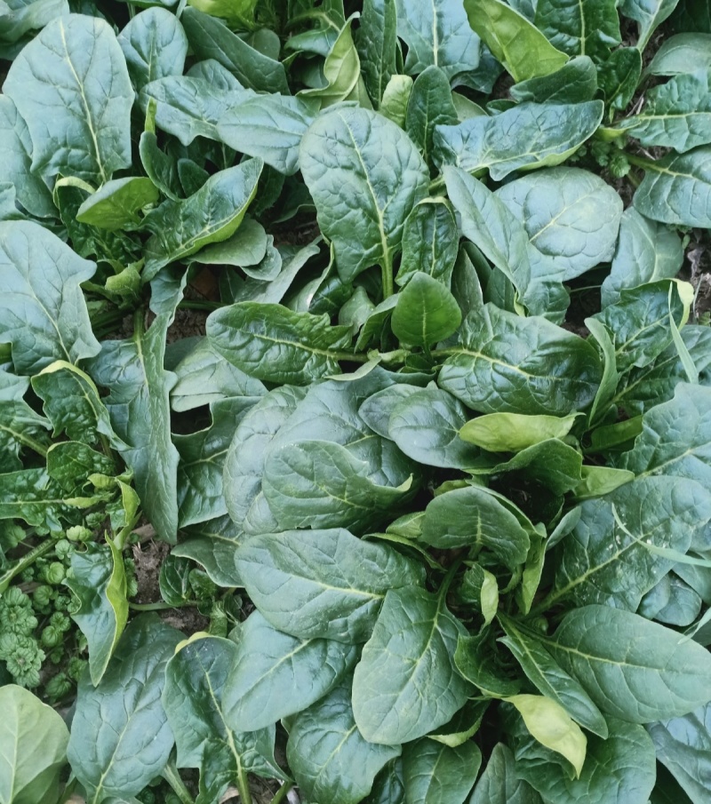 墨绿强菠菜种子肉厚深绿叶菠菜种籽抗病耐寒越冬菠菜种子