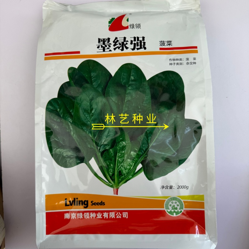 墨绿强菠菜种子肉厚深绿叶菠菜种籽抗病耐寒越冬菠菜种子