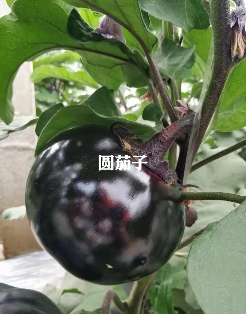 紫光圆茄产地直供量大从优全国发货欢迎联系