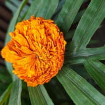 红菊花
